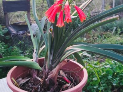 2 Household liquidations:Plants,