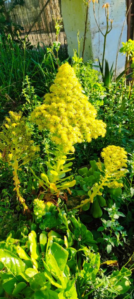 2 Household liquidations:Plants,