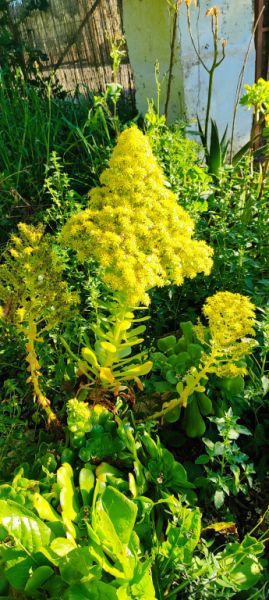 2 Household liquidations:Plants,