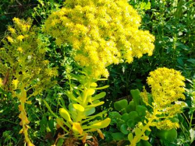 2 Household liquidations:Plants,