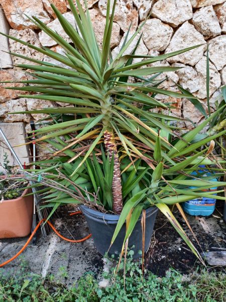 2 Household liquidations:Plants,