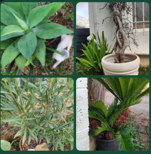 2 Household liquidations:Plants,