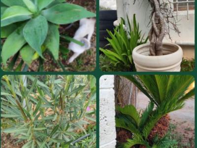 2 Household liquidations:Plants,