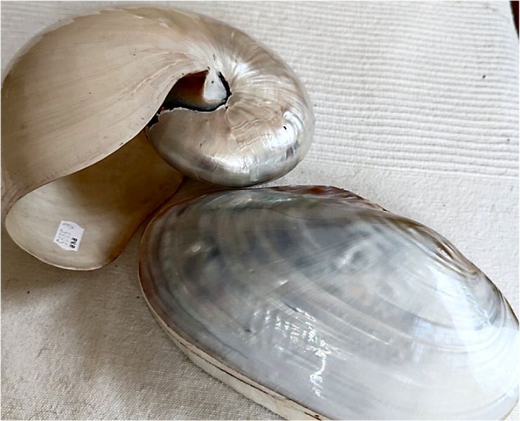 2 Perlboot shells, also known as nautilus shells