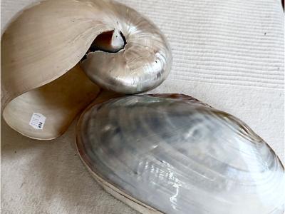 2 Perlboot-Muscheln oder auch bekannt als Nautilus-Muscheln