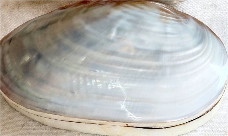 2 Perlboot shells, also known as nautilus shells