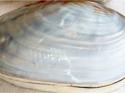 2 Perlboot shells, also known as nautilus shells