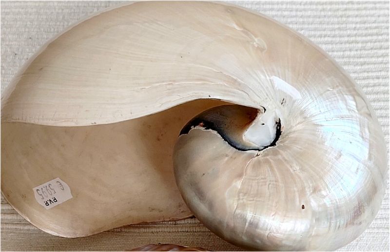 2 Perlboot shells, also known as nautilus shells