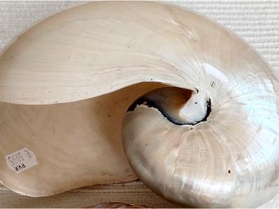 2 Perlboot shells, also known as nautilus shells
