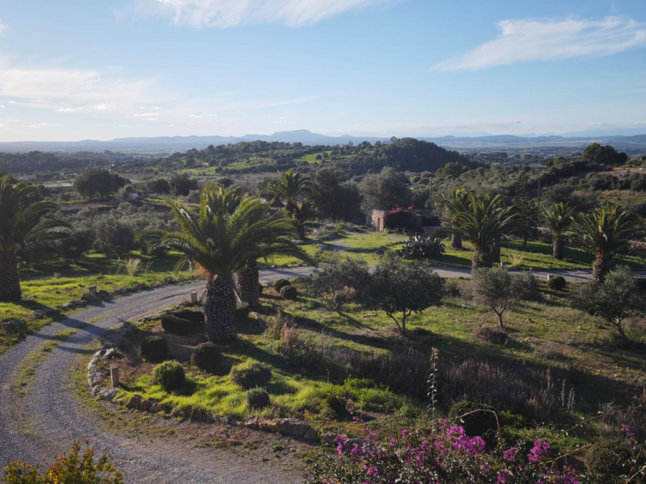 20 Bux Buxbaum Hecke und Büsche zu verschenken