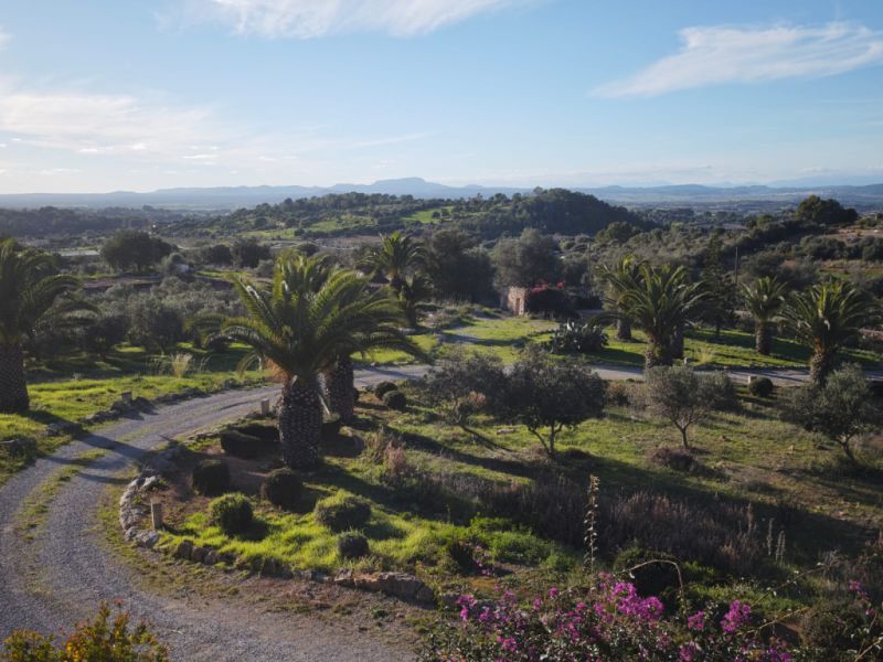 20 Bux Buxbaum Hecke und Büsche zu verschenken