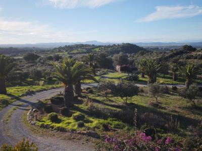 20 Bux Buxbaum Hecke und Büsche zu verschenken