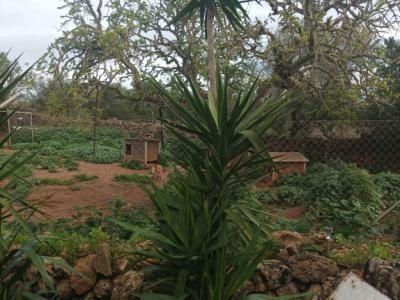 25 Yukka Palmen zu verkaufen