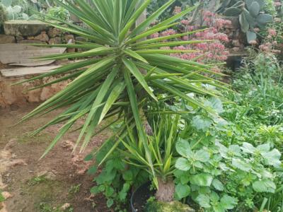 25 Yukka Palmen zu verkaufen