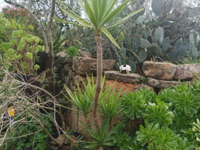 25 Yukka Palmen zu verkaufen