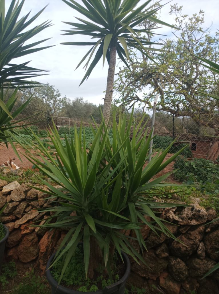 25 Yukka Palmen zu verkaufen