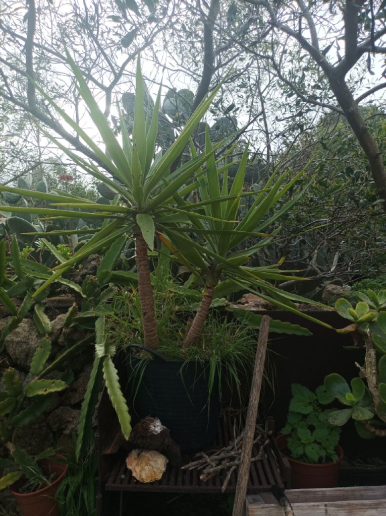 25 Yukka Palmen zu verkaufen