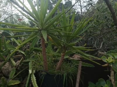 25 Yukka Palmen zu verkaufen