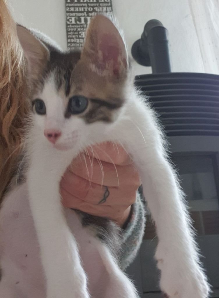 4 orphaned kittens hand-reared — to loving homes