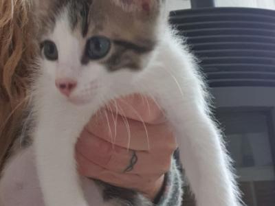 4 Waisenkätzchen in Handaufzucht in liebevolle Hände abzugeben