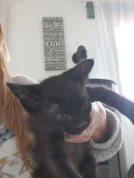 4 orphaned kittens hand-reared — to loving homes