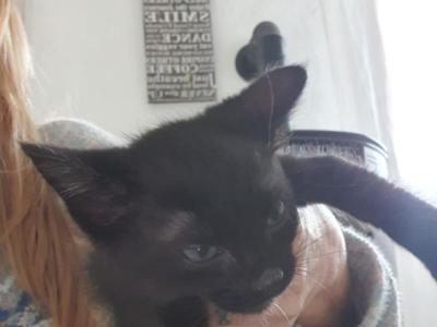 4 orphaned kittens hand-reared — to loving homes