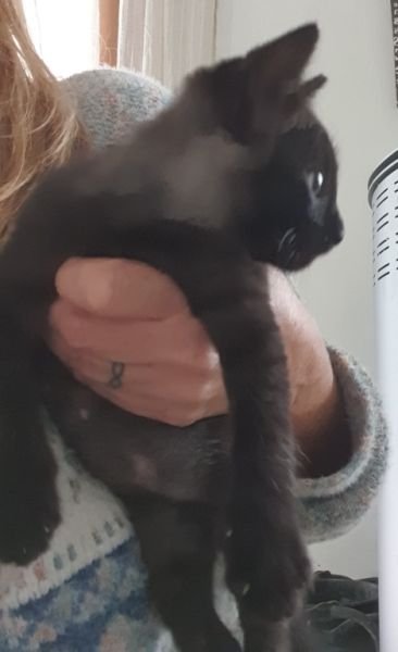 4 orphaned kittens hand-reared — to loving homes