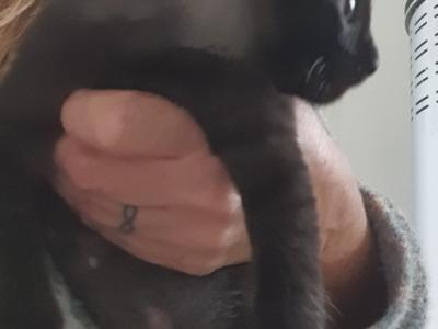 4 orphaned kittens hand-reared — to loving homes