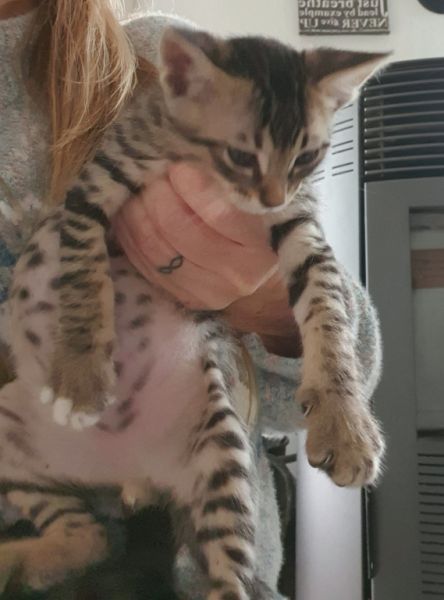 4 orphaned kittens hand-reared — to loving homes