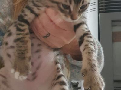 4 orphaned kittens hand-reared — to loving homes