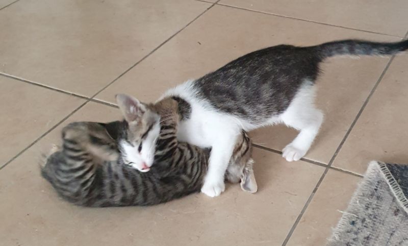 4 orphaned kittens hand-reared — to loving homes