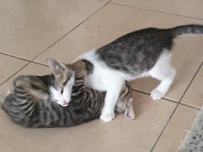 4 orphaned kittens hand-reared — to loving homes