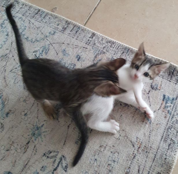 4 orphaned kittens hand-reared — to loving homes