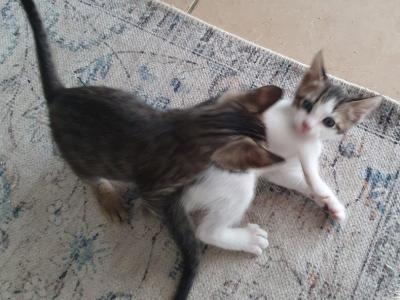 4 orphaned kittens hand-reared — to loving homes