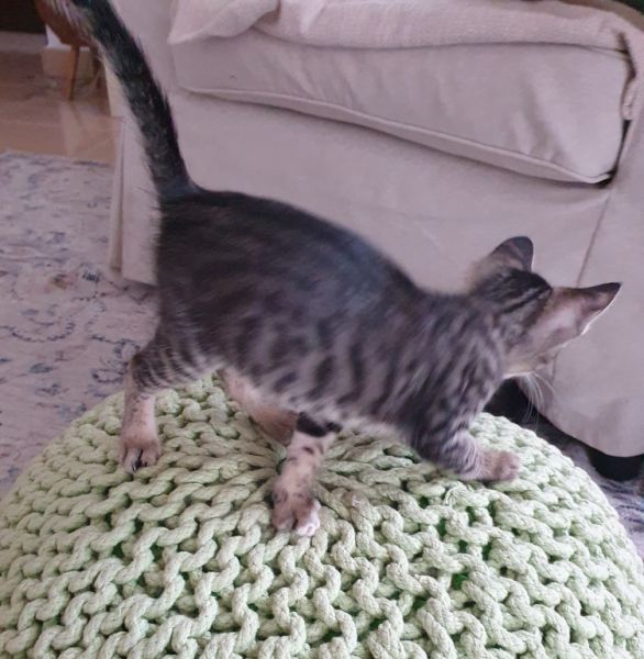 4 orphaned kittens hand-reared — to loving homes