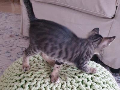 4 orphaned kittens hand-reared — to loving homes