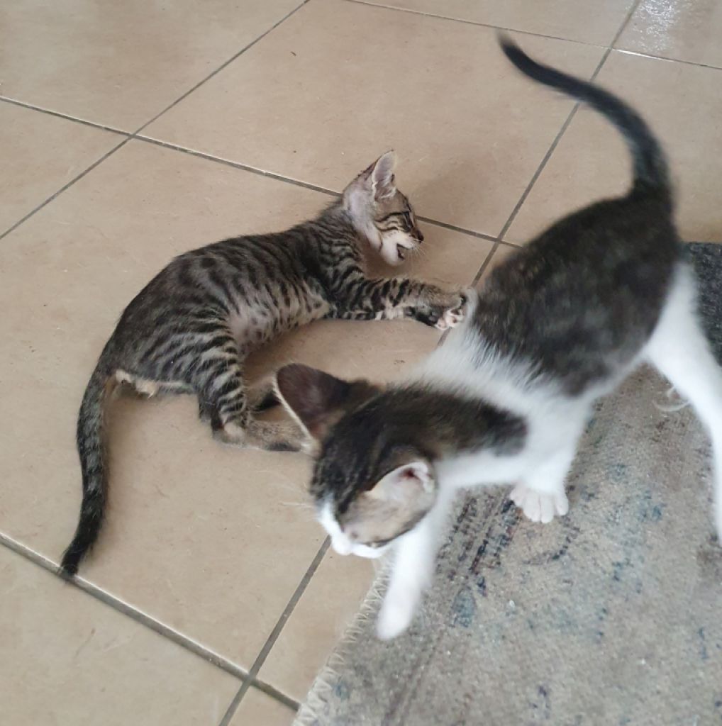 4 orphaned kittens hand-reared — to loving homes