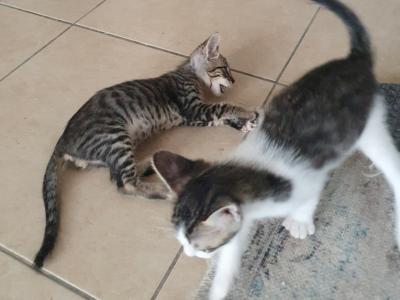 4 orphaned kittens hand-reared — to loving homes