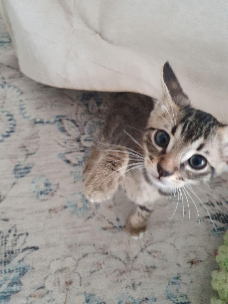 4 orphaned kittens hand-reared — to loving homes