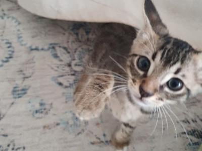 4 orphaned kittens hand-reared — to loving homes