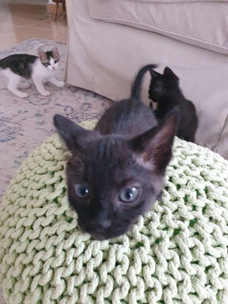 4 orphaned kittens hand-reared — to loving homes