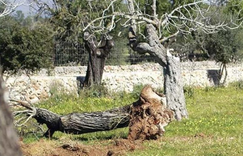 Abgestorbene Mandelbäume fällen.