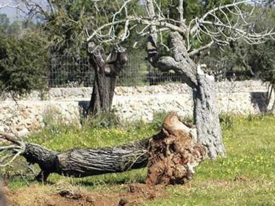 Abgestorbene Mandelbäume fällen.