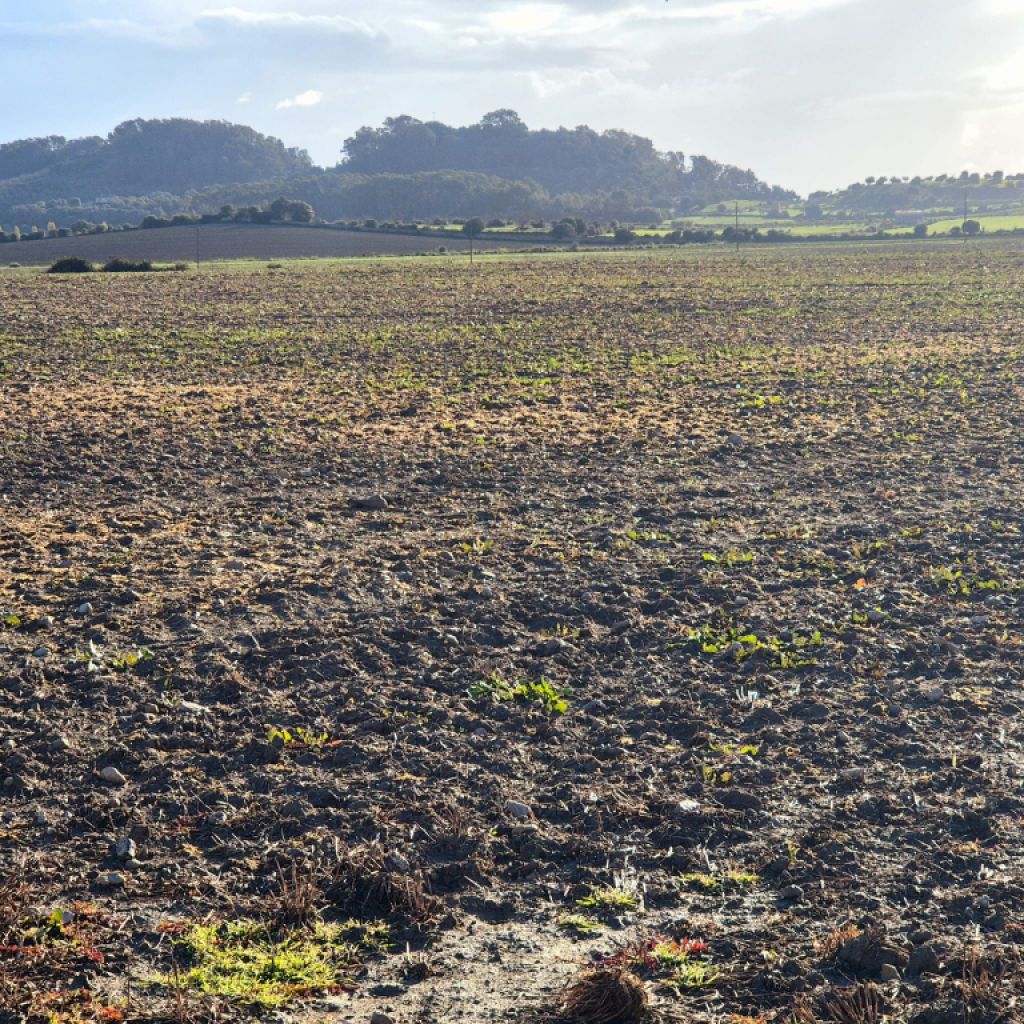 Bau Grundstück zu Verkaufen zona Montuiri