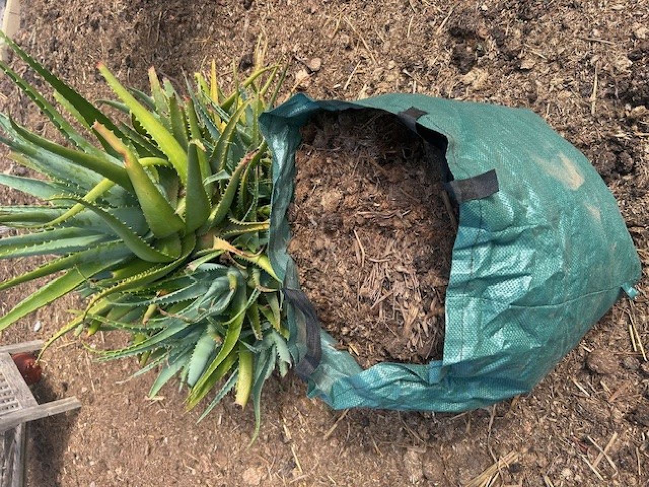 Better & cheaper than potting soil: 80 liters of horse manure (delivery possible)