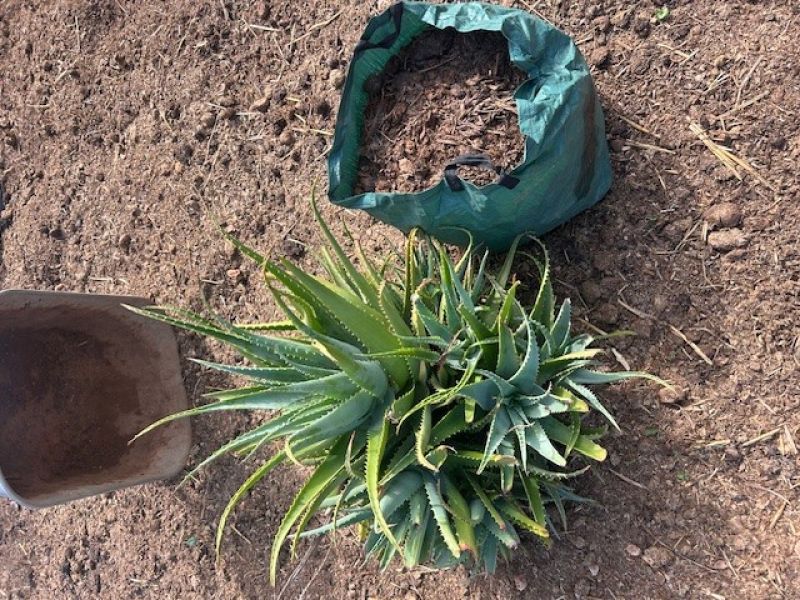 Better & cheaper than potting soil: 80 liters of horse manure (delivery possible)