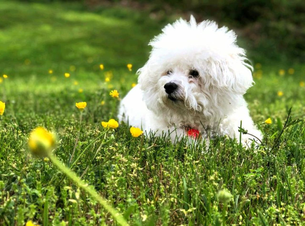 Offering dog sitting