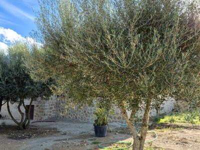 Charmante Finca in der Nähe der Rafa Nadal Schule – Manacor