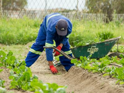 Dein „Mallorca Zero“ Gartenpflege-Web-Angebot: Sichtbar wachsen. Mehr Aufträge sichern.