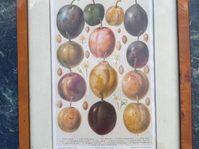 DEKO Bild mit Holzrahmen Motiv Pflaumen